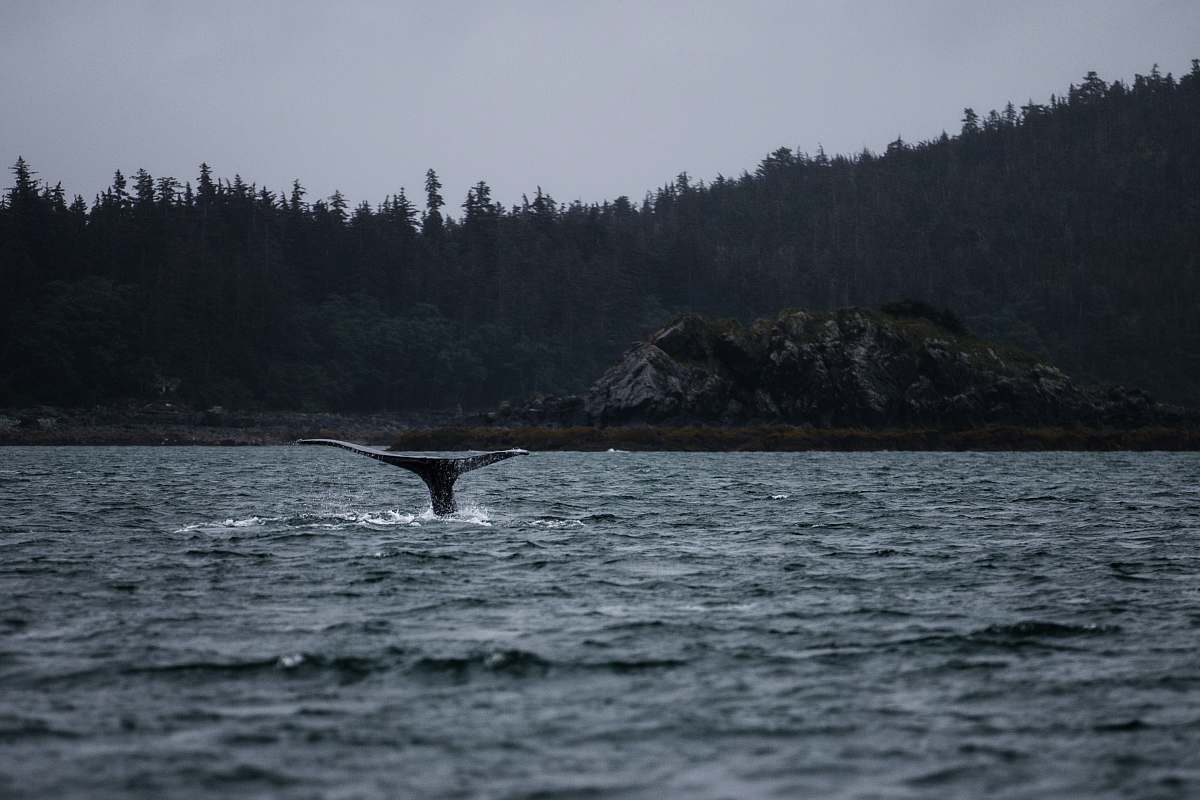 united states whale tail above body of water humpback whale